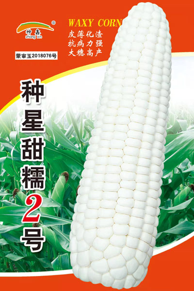 種星甜糯2號(hào)-大.jpg
