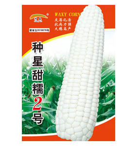 種星甜糯2號